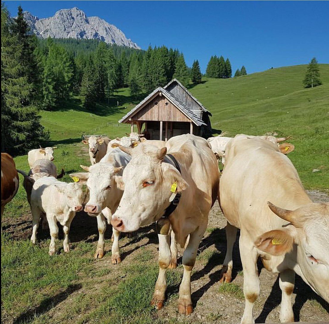 Alm mit Kühen, im Hintergrund ist der Reißkofel