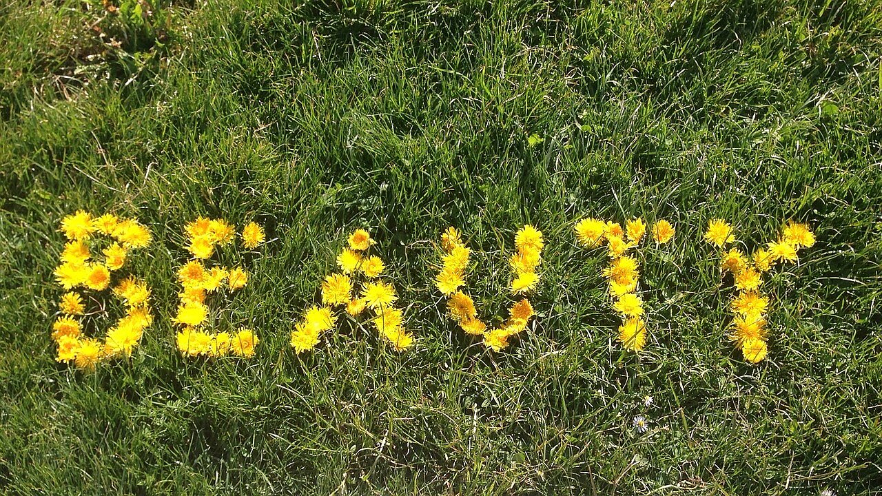 "Beauty" Schrift durch Blumen am Wiesenboden